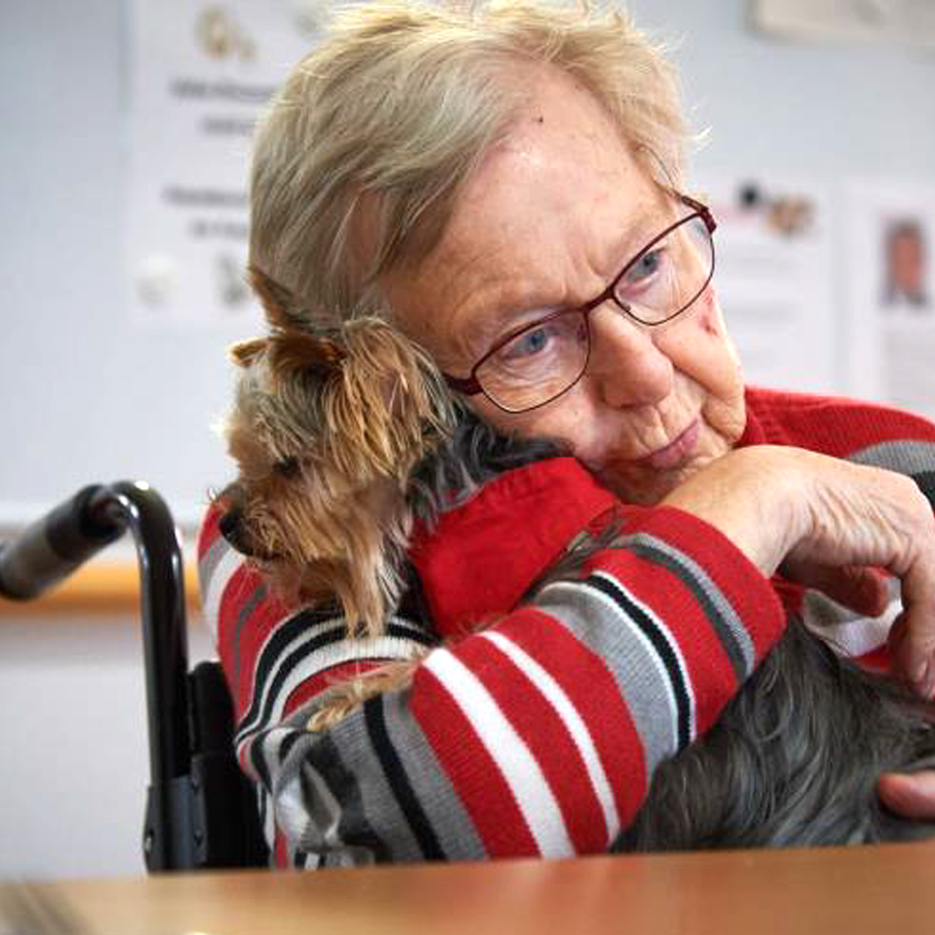 Dr. Kopf Alten-Stiftung_Malteser Besuchs- und Begleitungsdienst mit Hund schenkt alten und kranken Menschen neue Lebensfreude Dr. Kopf Alten-Stiftung_Malteser Besuchs- und Begleitungsdienst mit Hund schenkt alten und kranken Menschen neue Lebensfreude